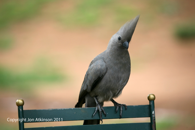 Grey Go-Away-Bird